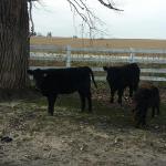 Buford, Beatrice & Black Jack