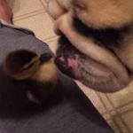 Barkleigh & her duck